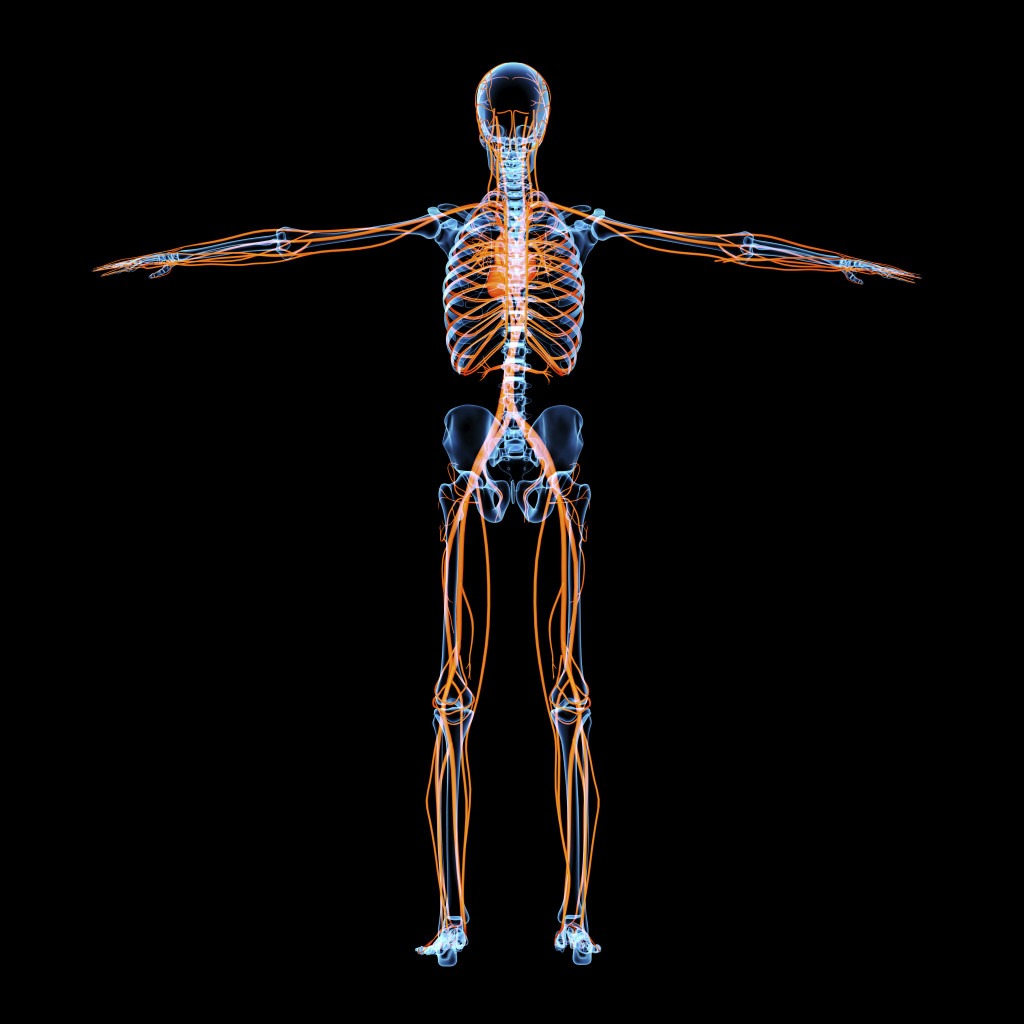 What Are the Levels of Spinal Cord Injury?